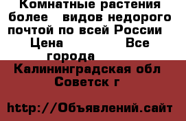 Комнатные растения более200видов недорого почтой по всей России › Цена ­ 100-500 - Все города  »    . Калининградская обл.,Советск г.